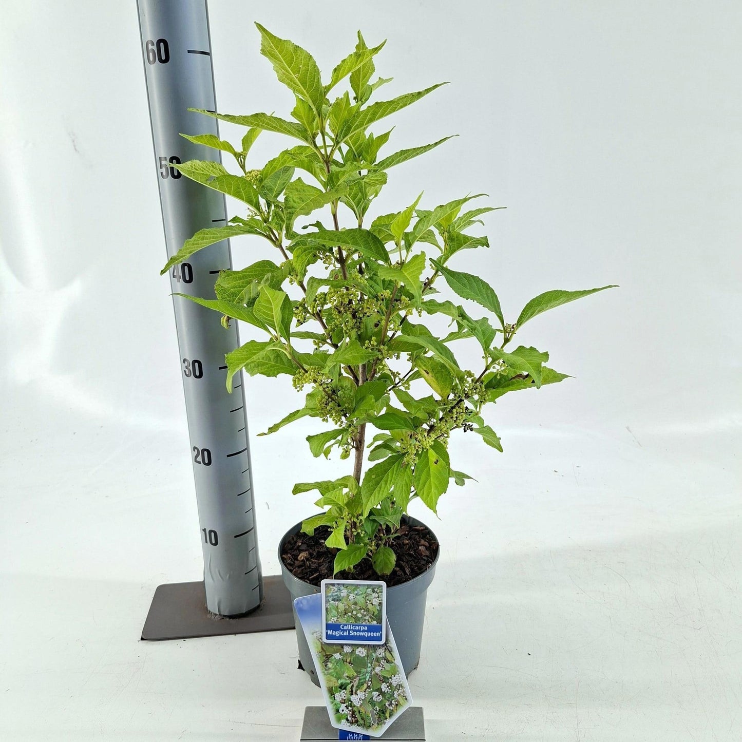 Callicarpa Pearl Glam 55cm 17cm Pot