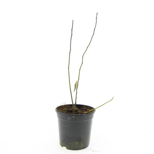 Itea virginica 10cm 14cm Pot