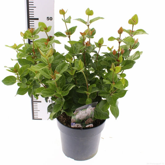 Viburnum tinus 40cm 23cm Pot