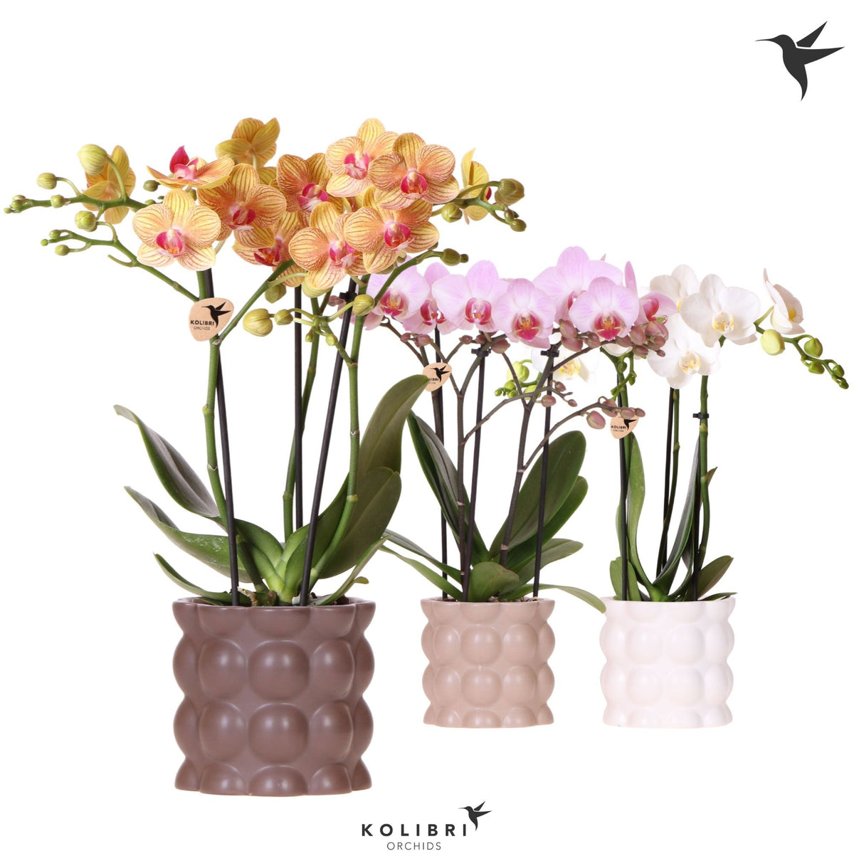 Phalaenopsis mix 40cm 9cm Pot