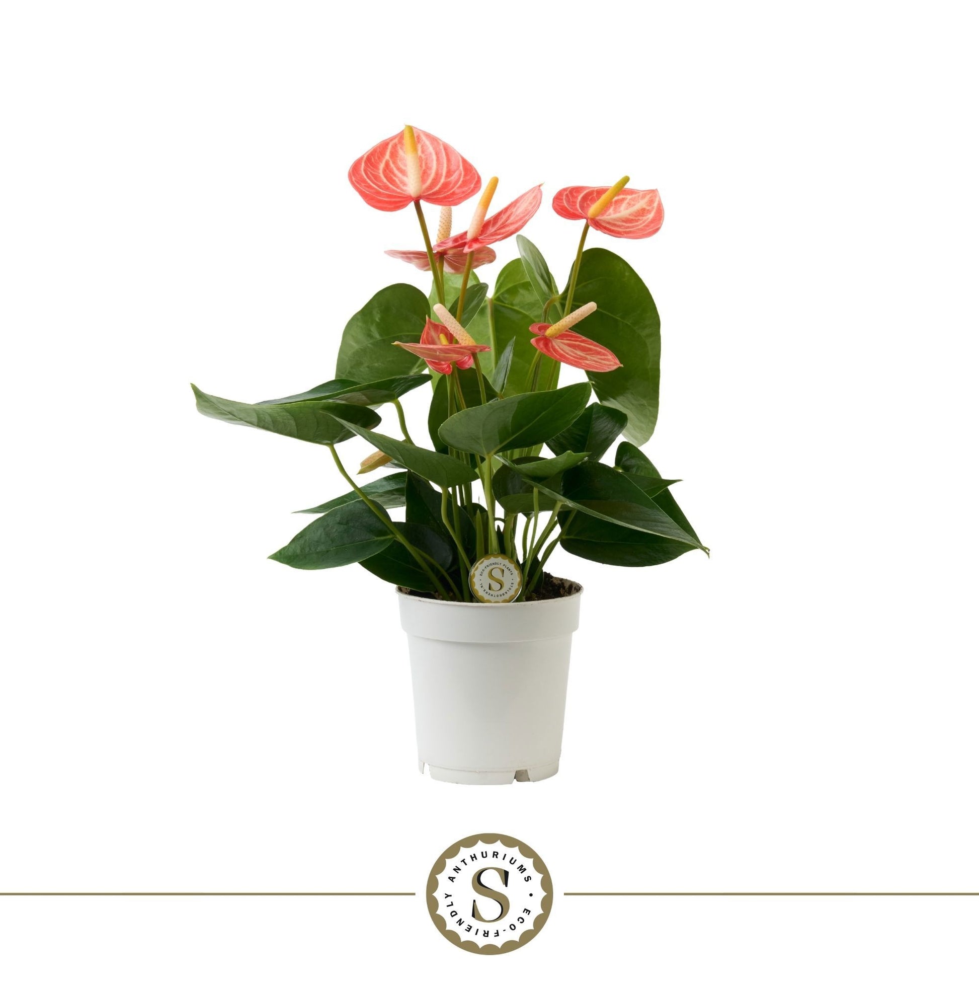 Anthurium Livium Orange 30cm 9cm Pot