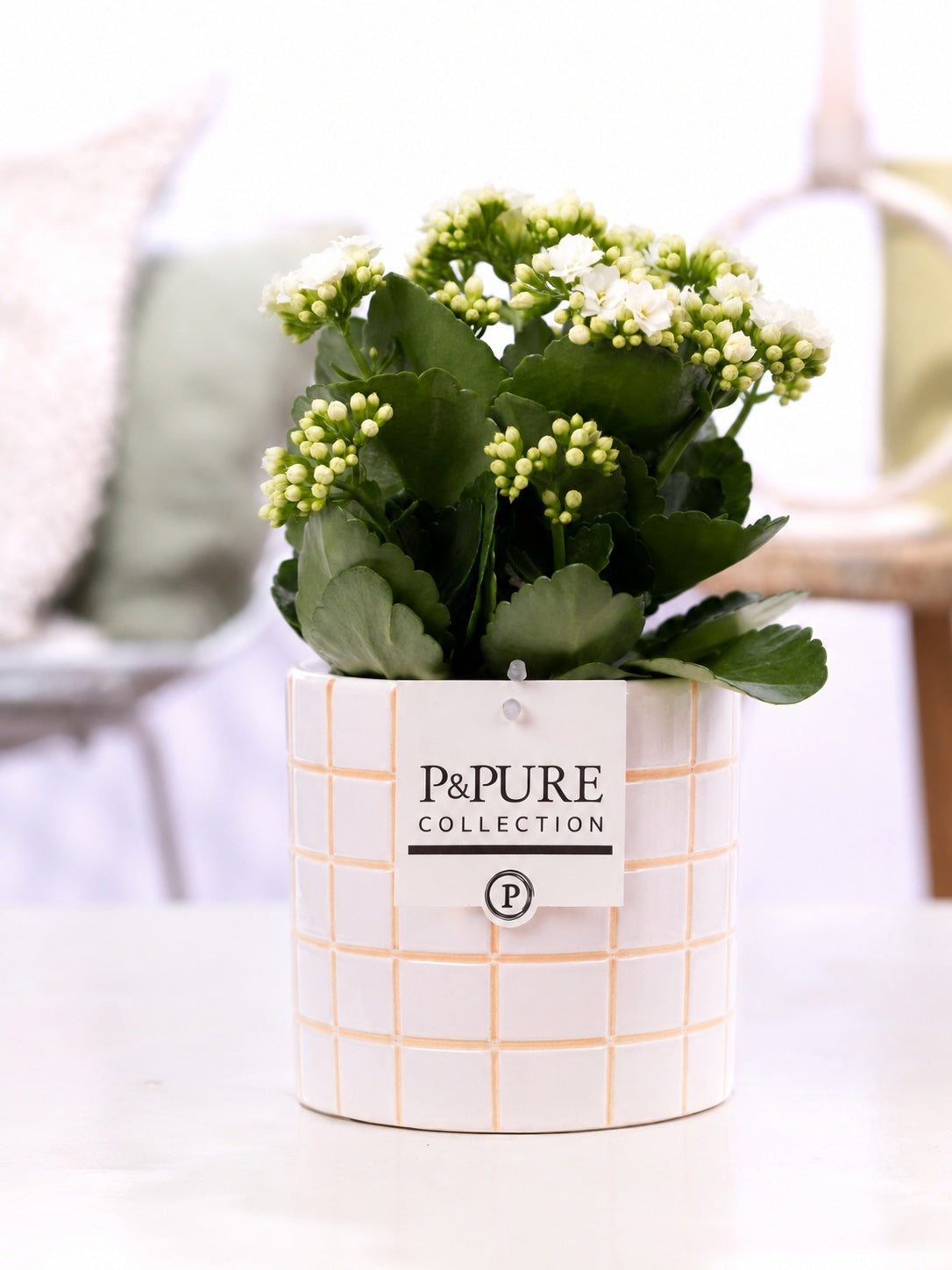 Kalanchoe Rosalina Don Paloma 27cm 12cm Pot