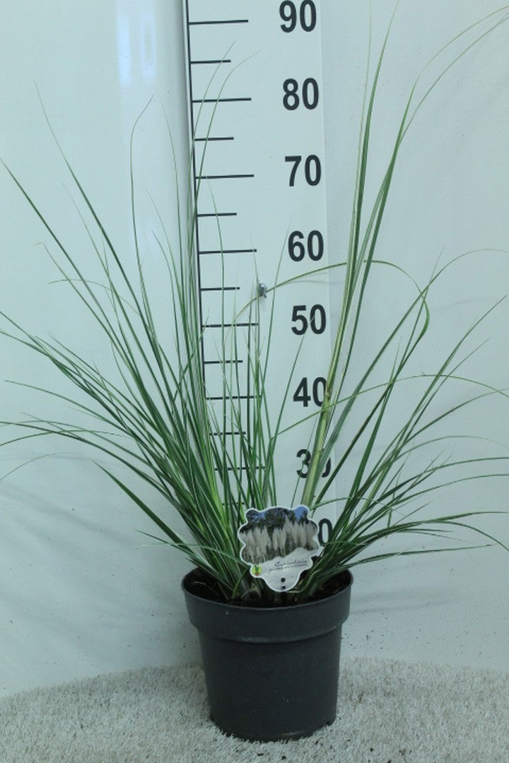 Cortaderia 80cm 23cm Pot