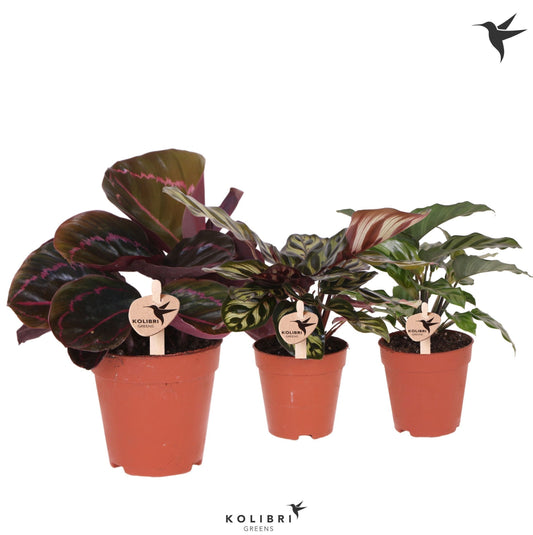 Calathea mix 23cm 9cm Pot