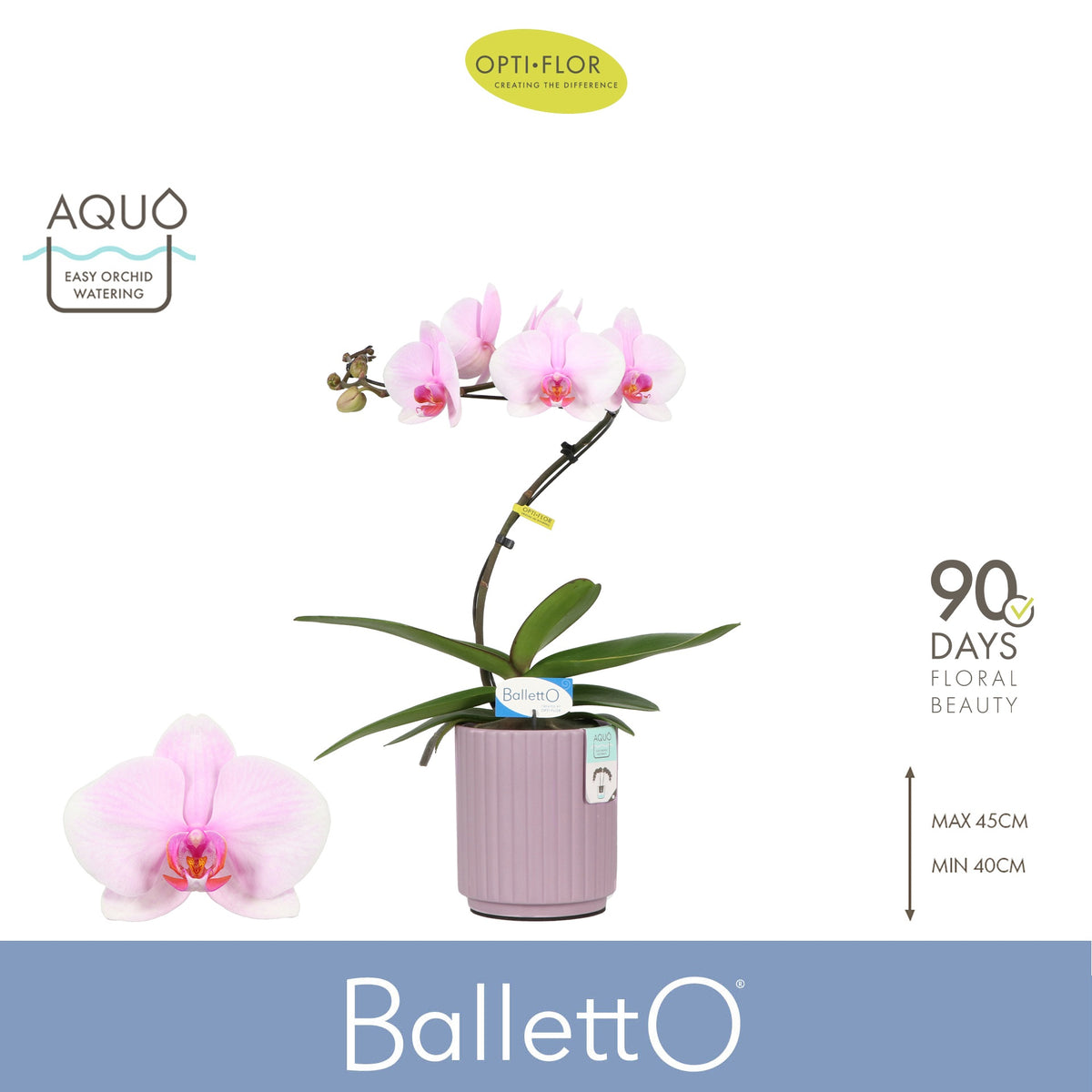 Phalaenopsis Curl Balletto 45cm 12cm Pot