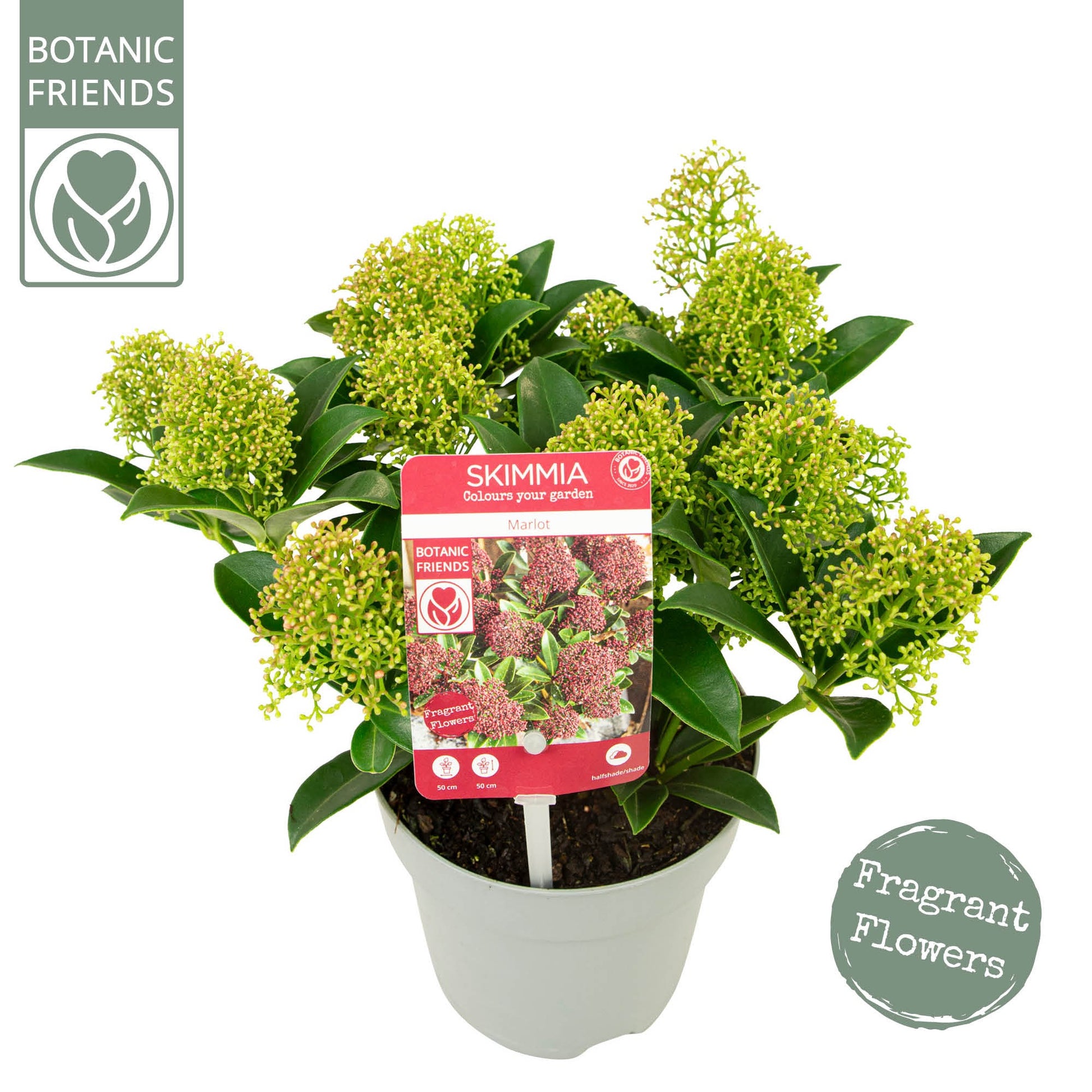 Skimmia japonica Marlot 28cm 13cm Pot