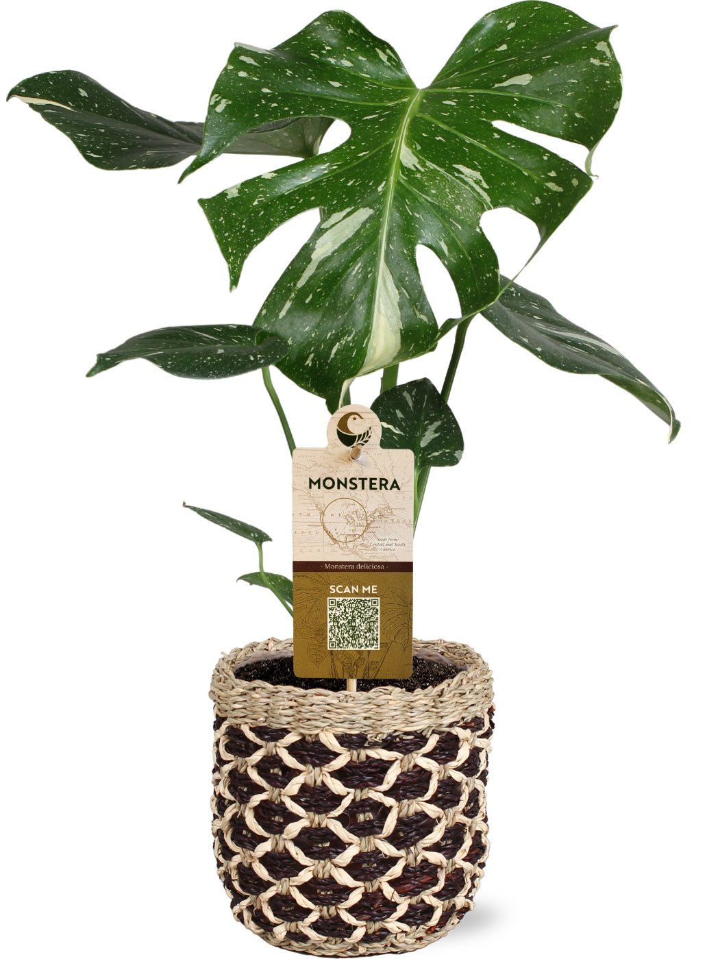 Dynaplant Bv Monstera Thai Constellation Pack of 4