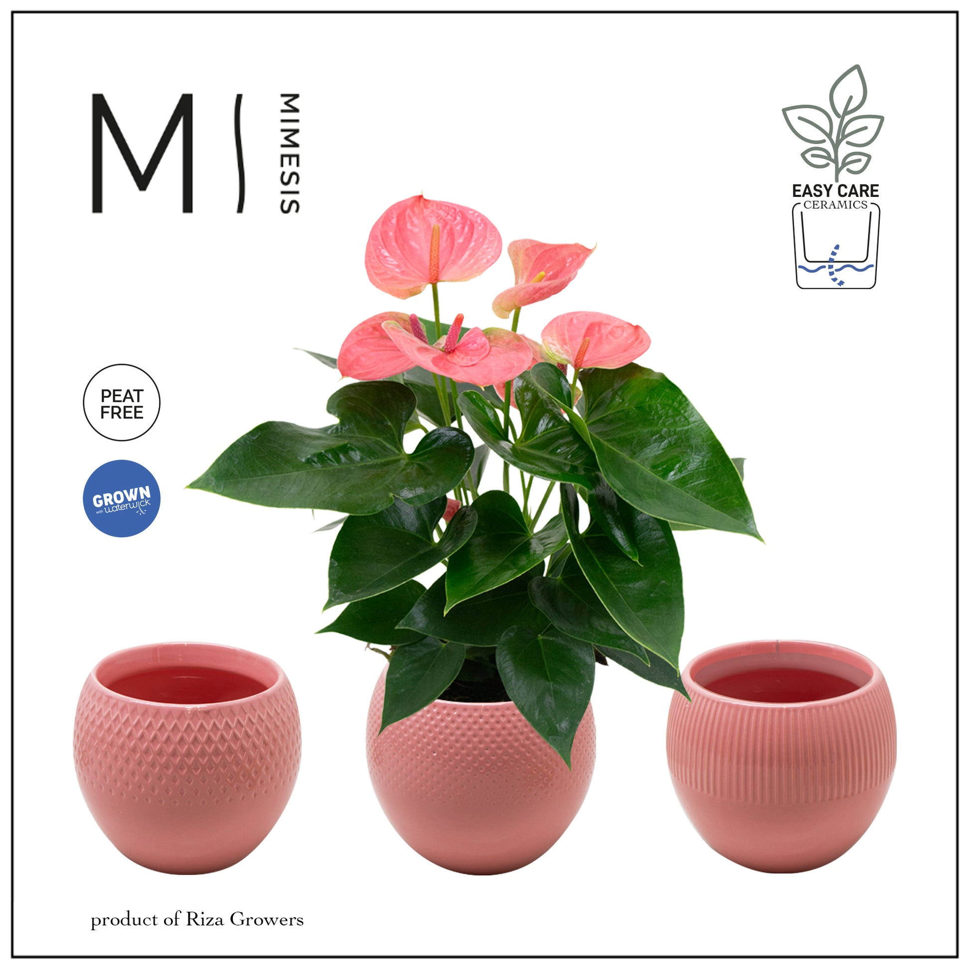 Anthurium Karma Pink 40cm 12cm Pot