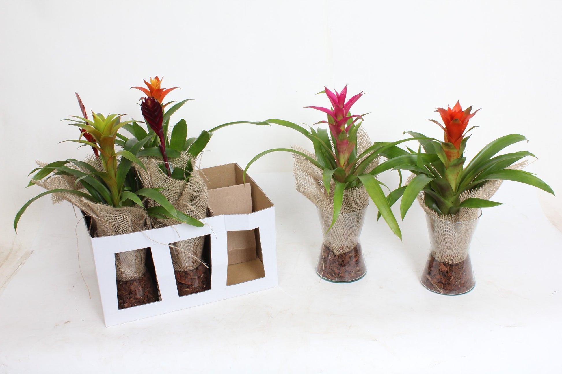 Bromelia mix 45cm 14cm Pot