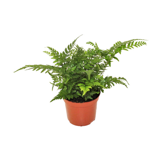 Athyrium (Lady Fern) 20cm Special Pot (508)