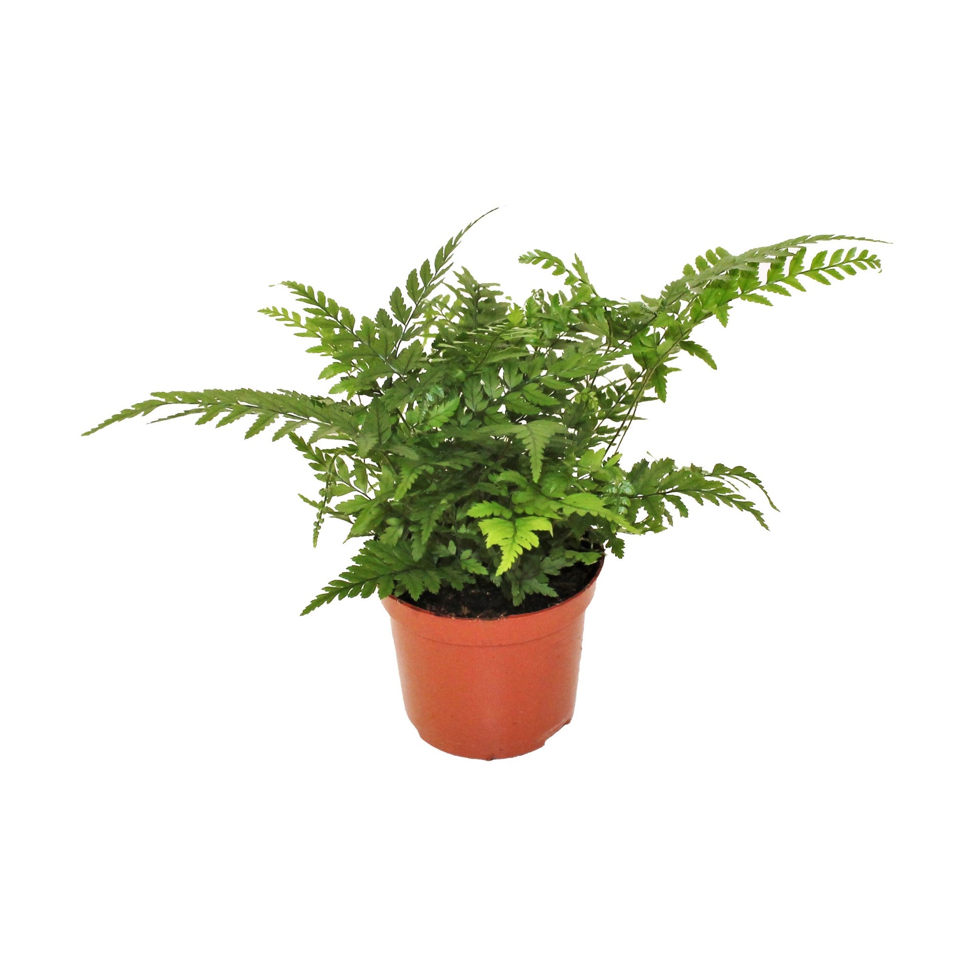 Athyrium (Lady Fern) 20cm 8.5cm Pot