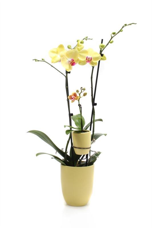 VG Orchids Phalaenopsis yellow Pack of 6
