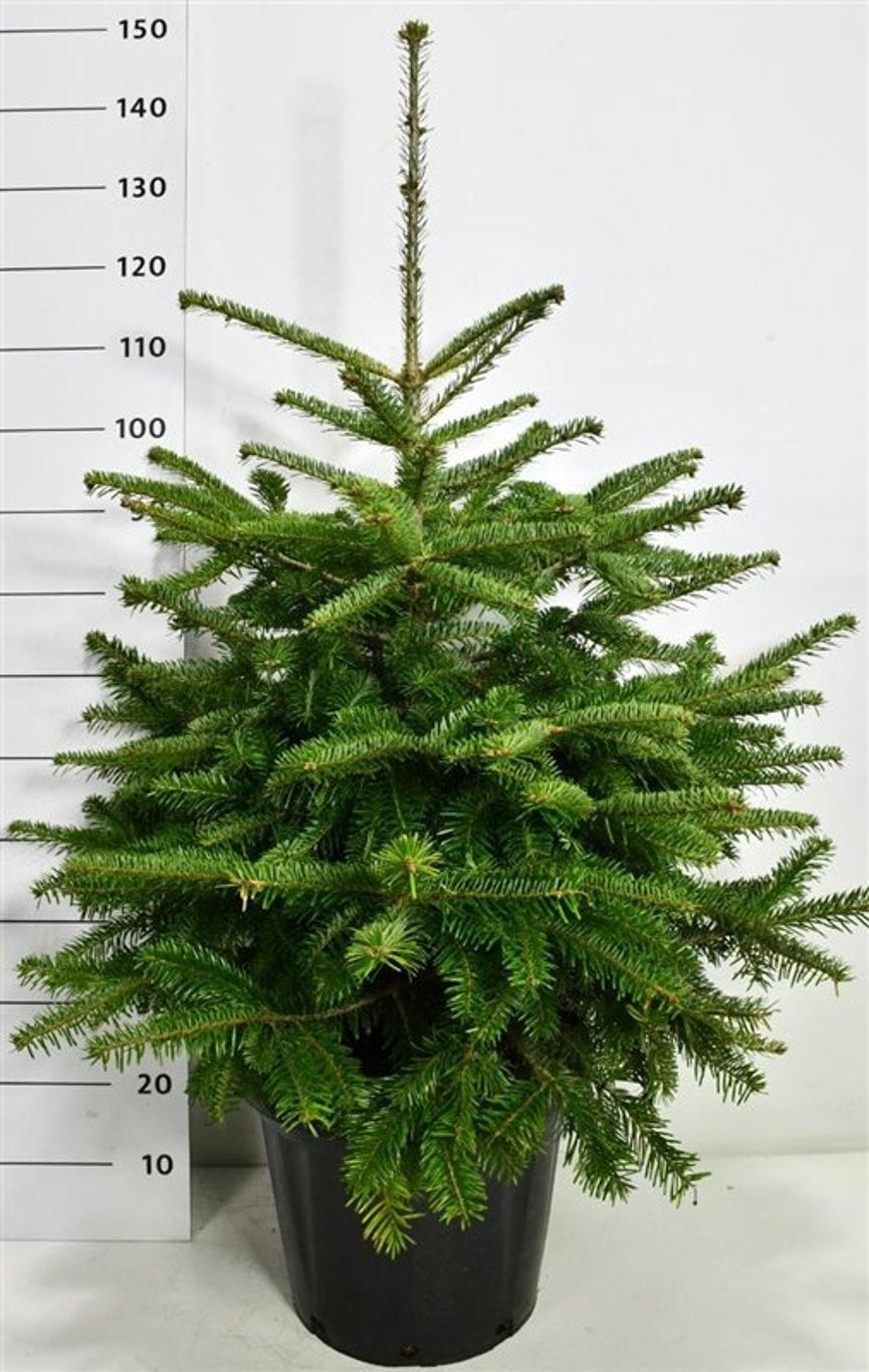 Abies nordmanniana 120cm 38cm Pot