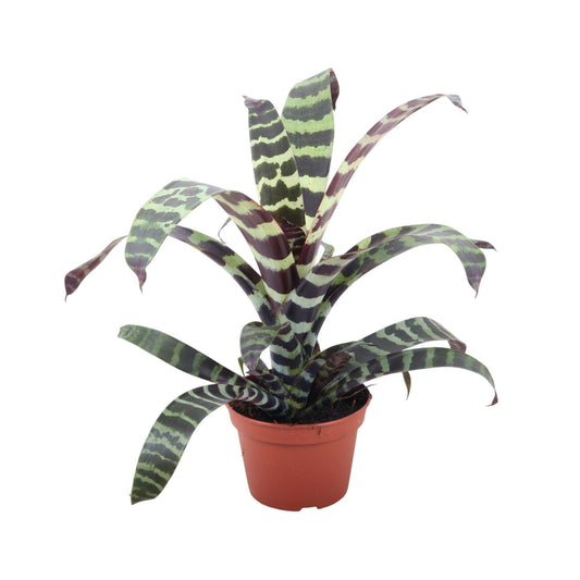 Bromelia mix 40cm 12cm Pot