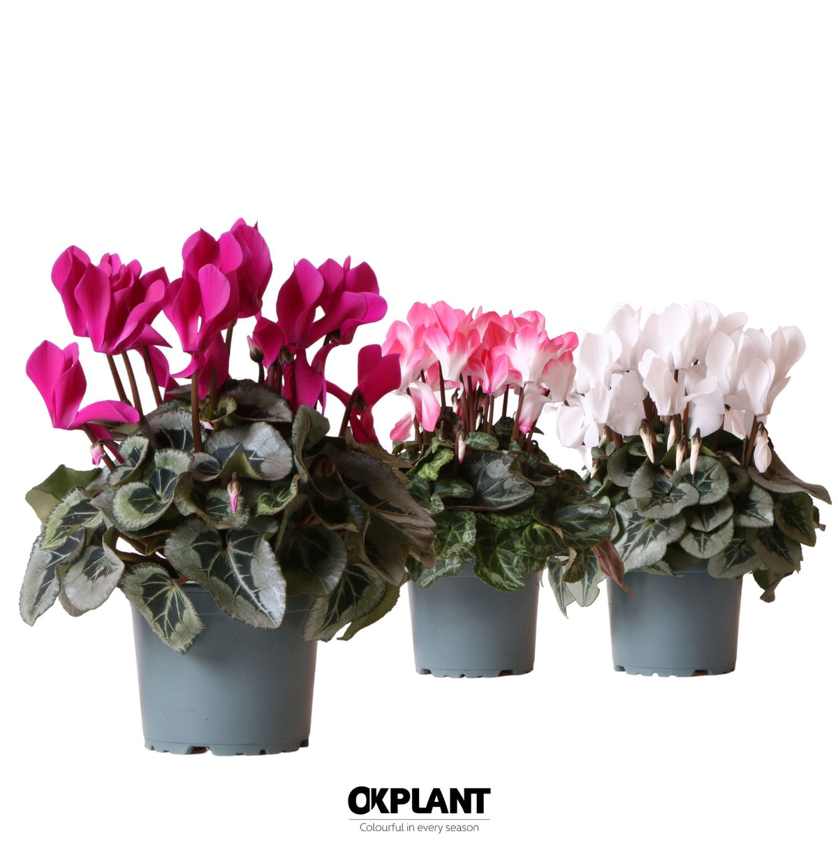 Cyclamen mix 26cm 12cm Pot