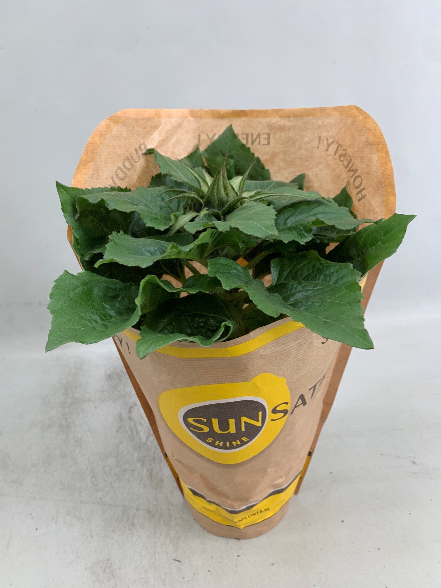 Kester, Firma C.&.M. Helianthus ann. Sunsation Pack of 6