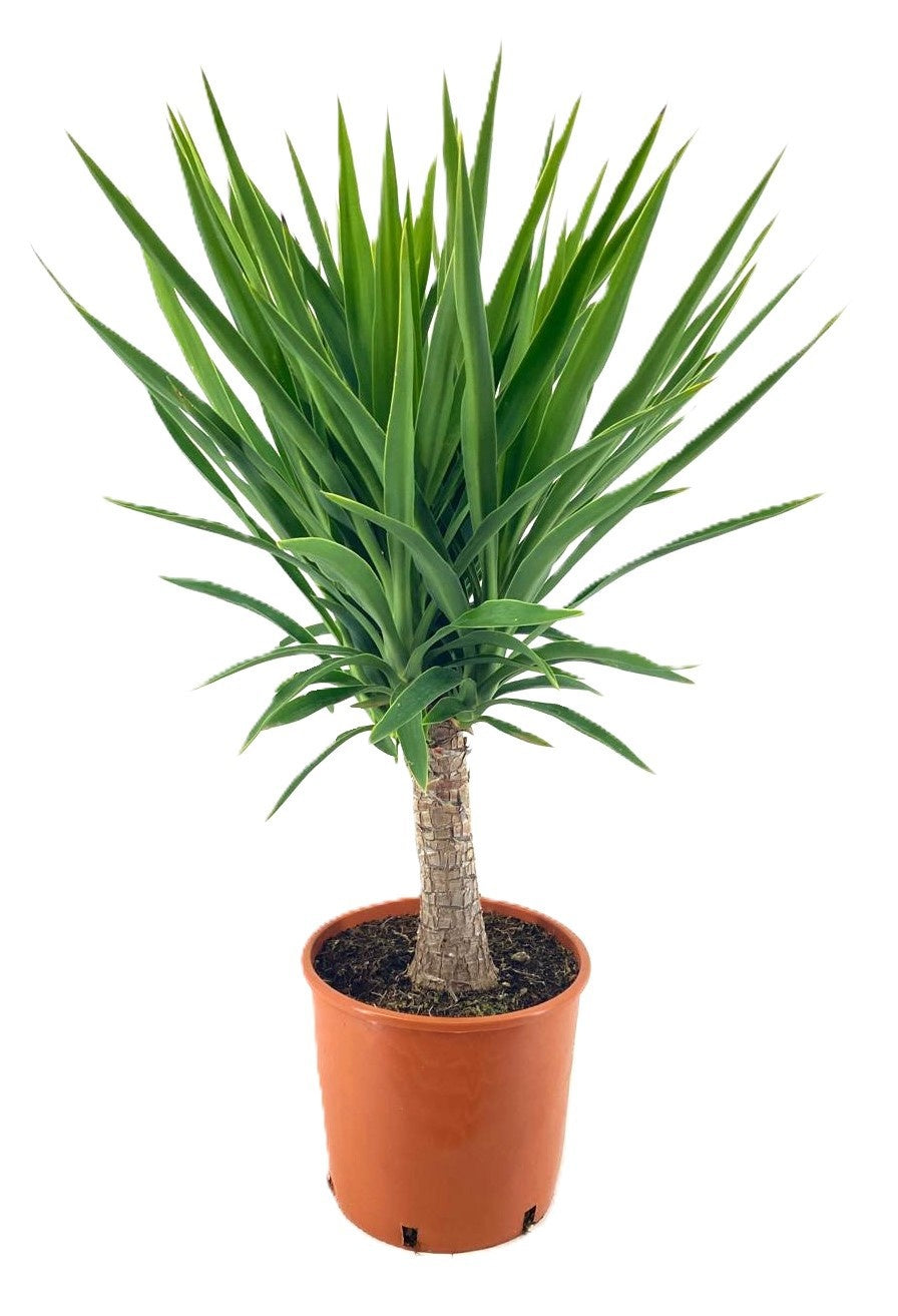 Yucca elephantipes 90cm 27cm Pot