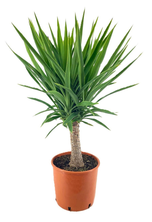 Yucca elephantipes 90cm 27cm Pot