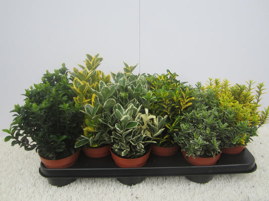 Euonymus japonicus mix 22cm 510cm Pot