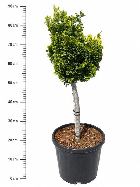 Chamaecyparis obtusa Nana Aurea 90cm 32cm Pot