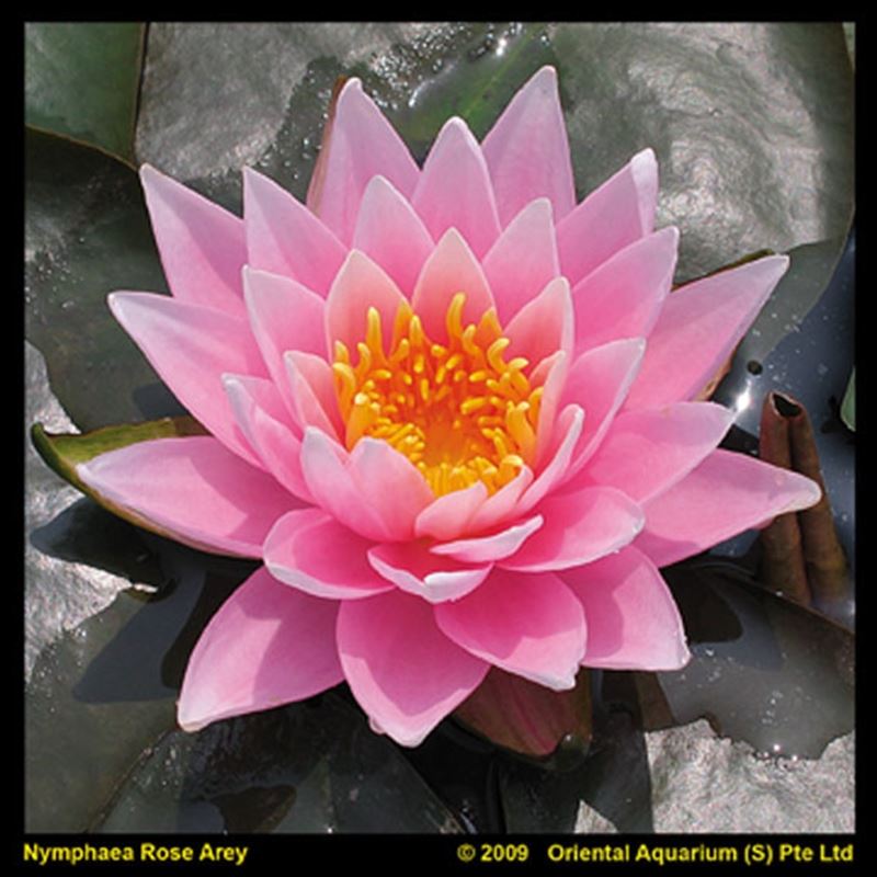 Waterplkw R. Moerings Nymphaea Rose Arey Pack of 6