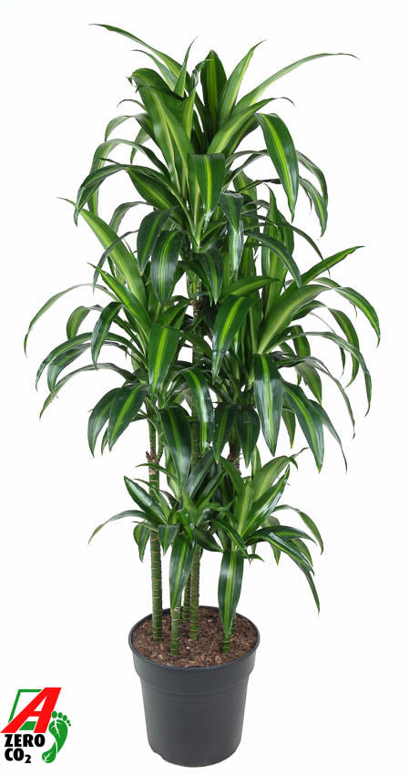 Dracaena fragrans Hawaiian Sunshine 150cm 31cm Pot