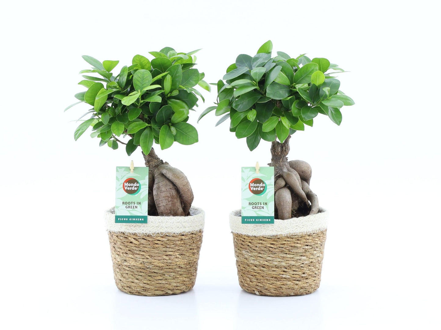 Ficus Ginseng 35cm 14cm Pot