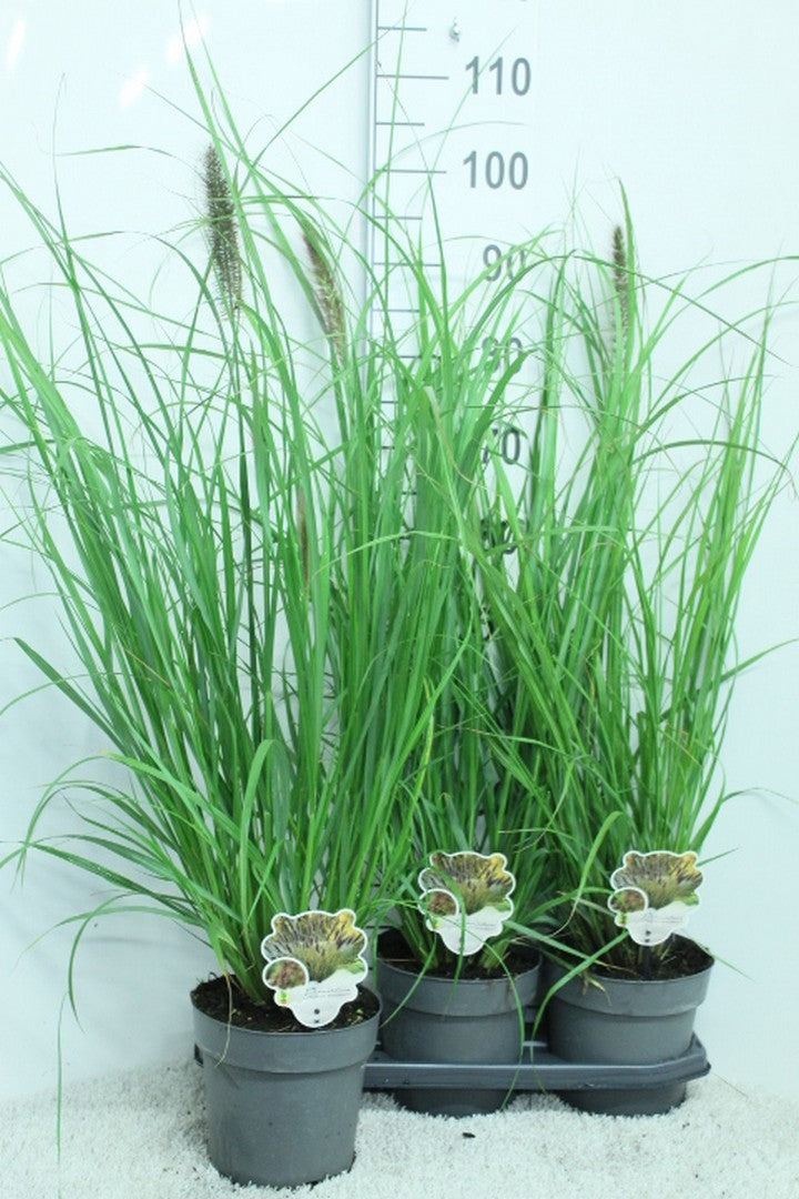 Pennisetum alopecuroides 110cm 19cm Pot
