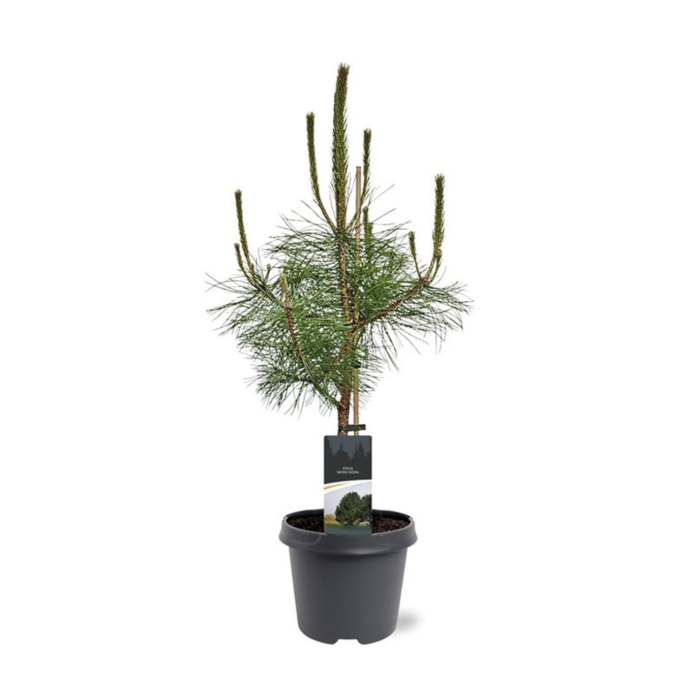 Pinus nigra subsp Nigra 75cm 23cm Pot