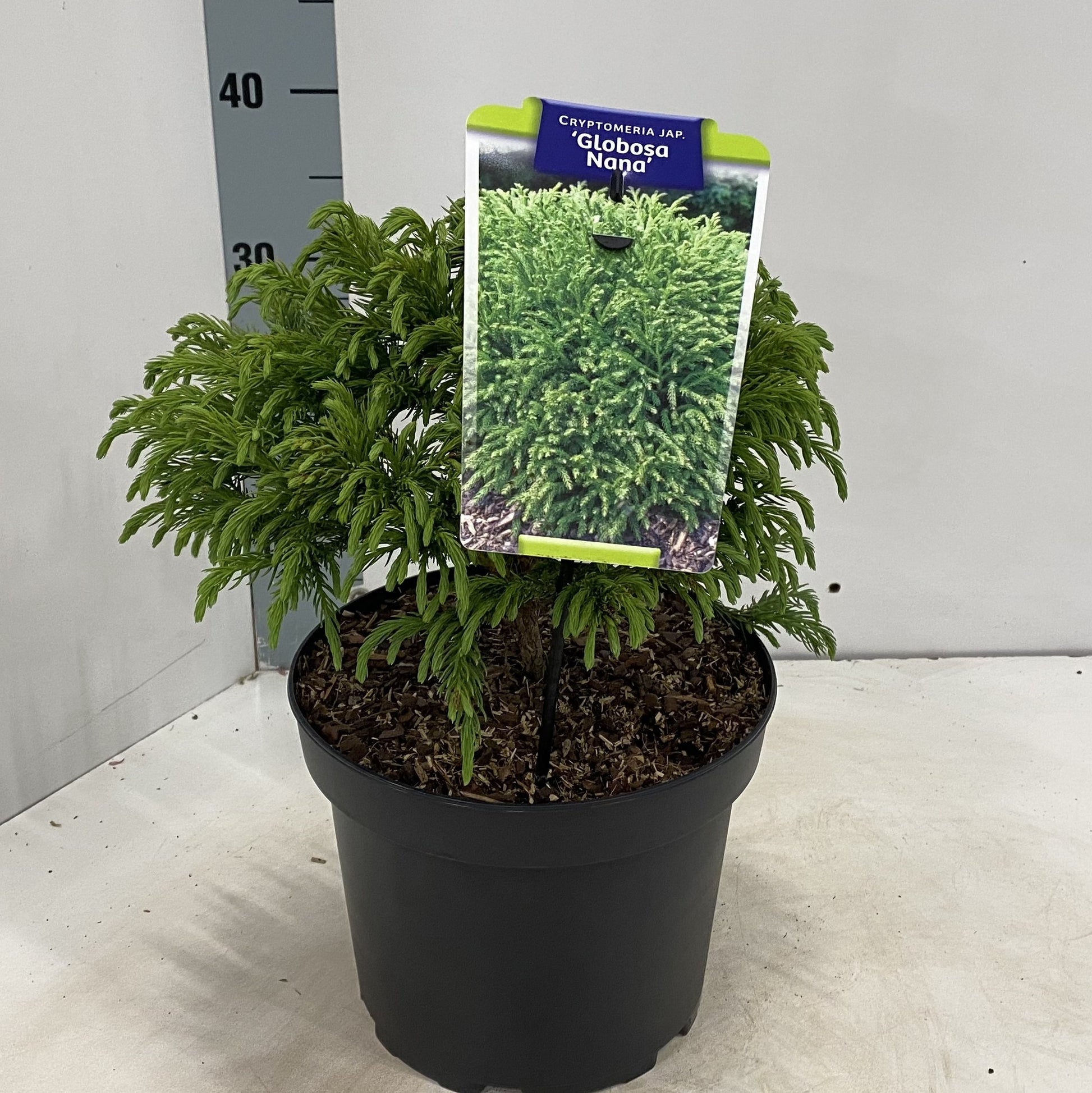 Cryptomeria Globosa Nana 35cm 23cm Pot