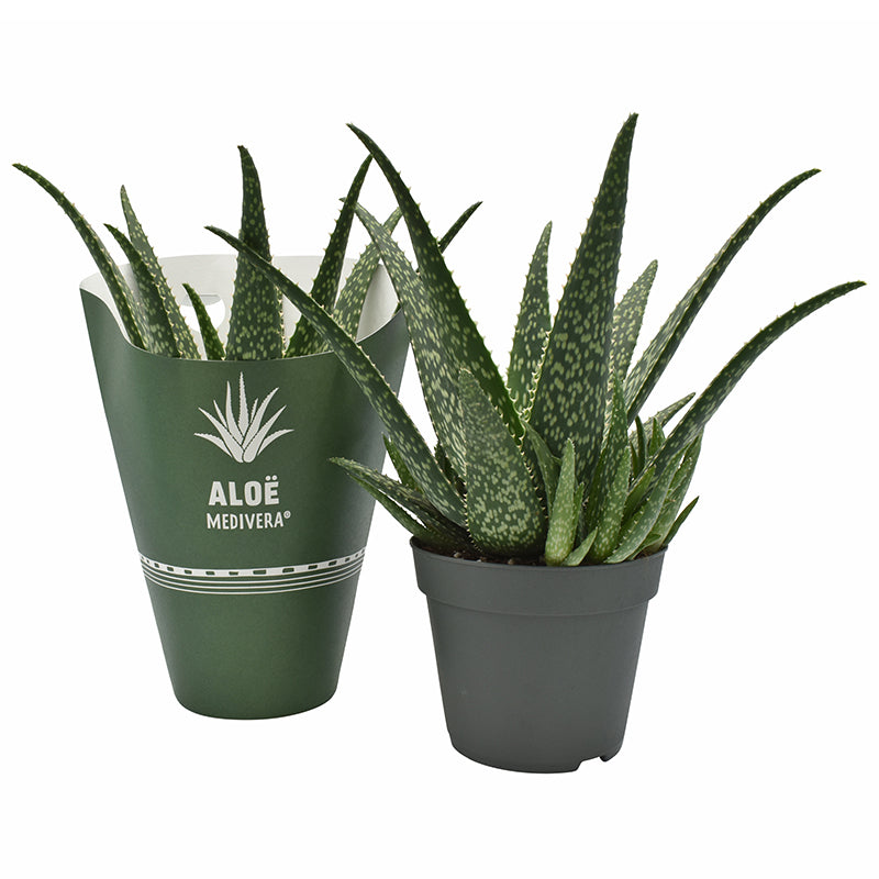 Aloe Tropical 30cm 14cm Pot