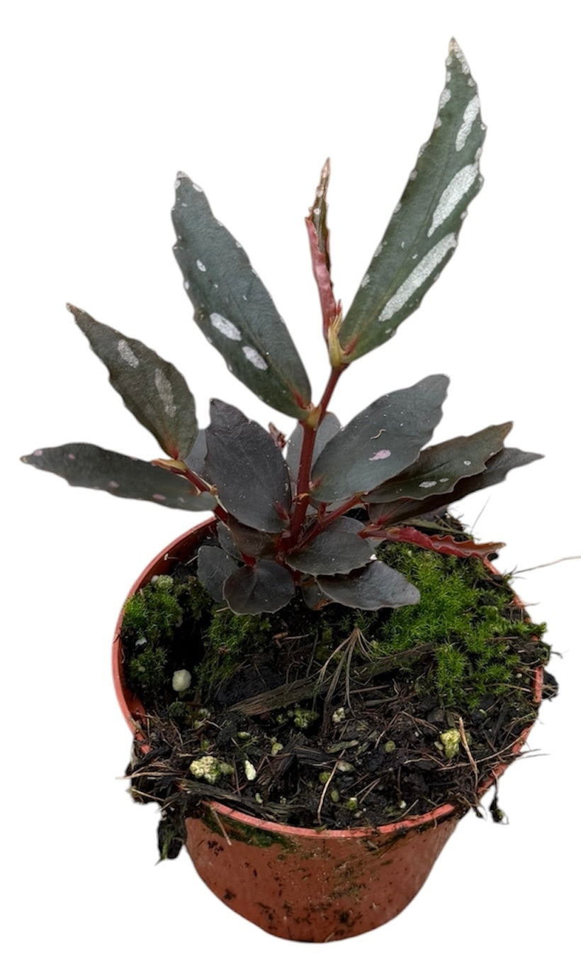 Begonia Cottage Bright Red 12cm 8cm Pot