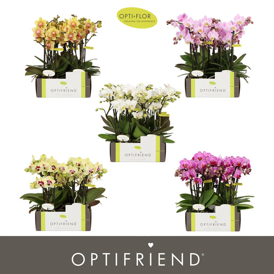 Phalaenopsis mix 25cm 7cm Pot