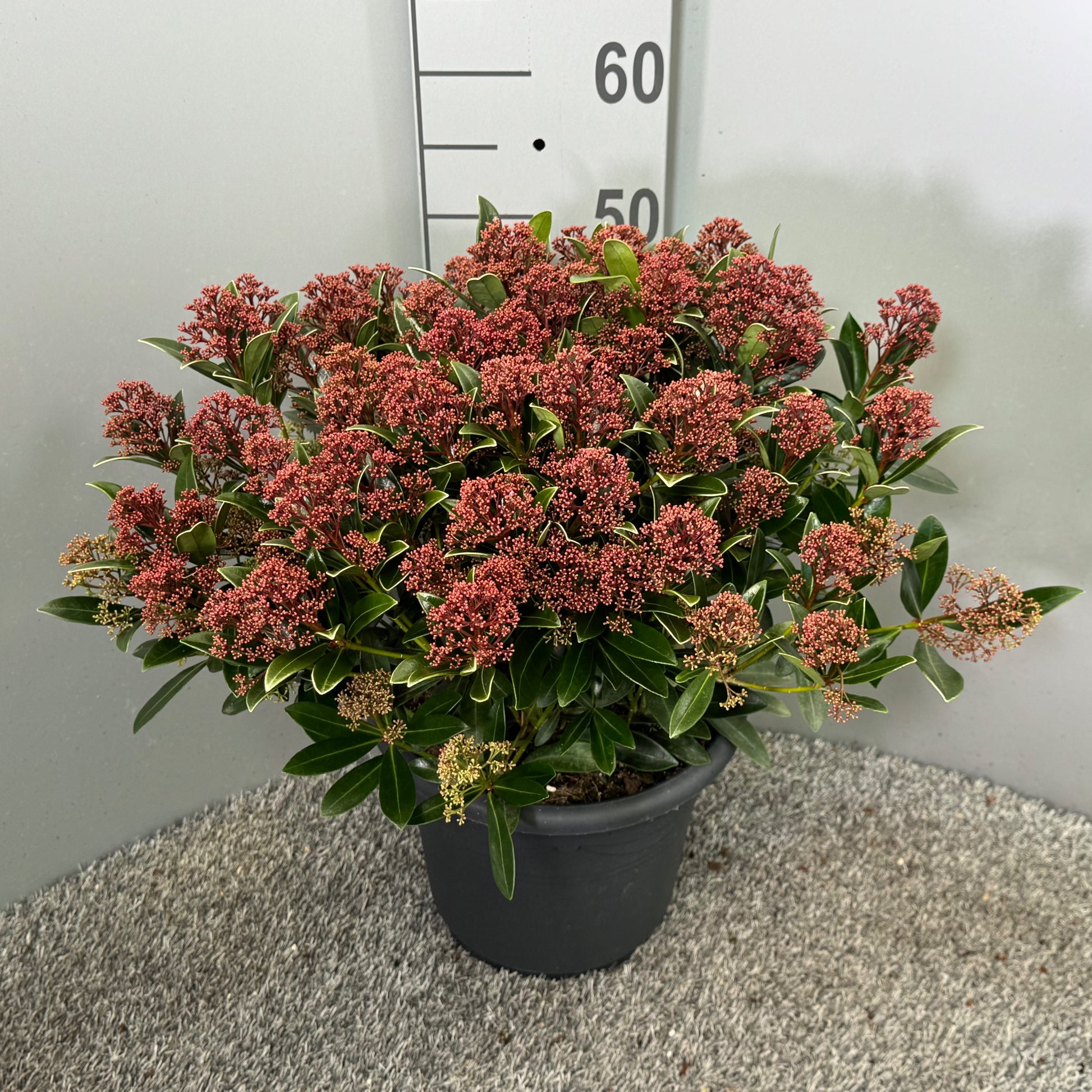 Skimmia japonica Rubesta 60cm 27cm Pot