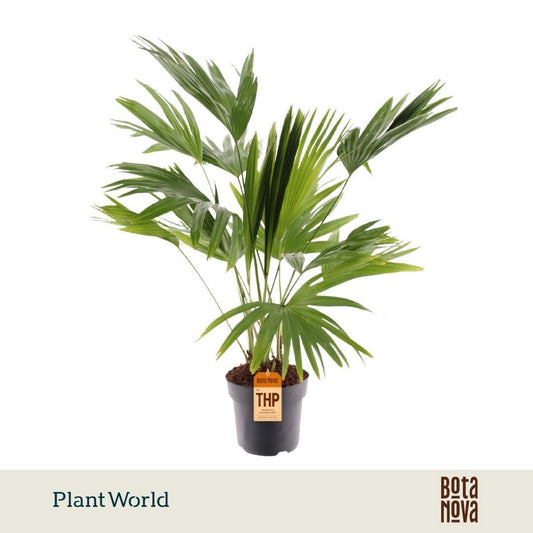 Livistona rotundifolia 100cm 21cm Pot