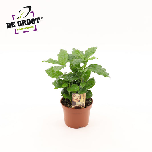 Coffea arabica 25cm 12cm Pot
