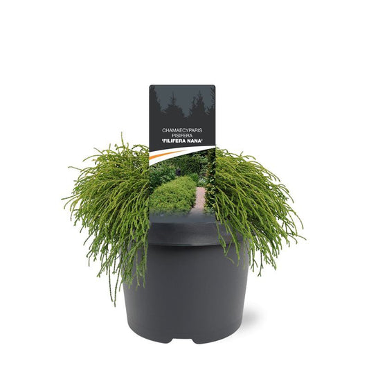 Chamaecyparis Filifera Nana 30cm 19cm Pot