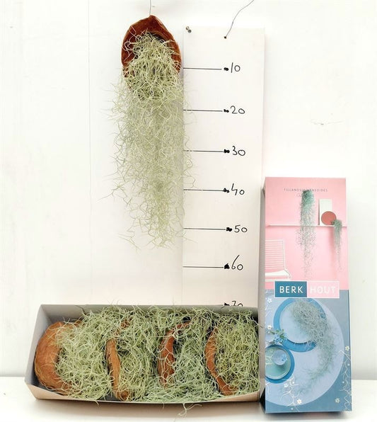 Tillandsia usneoides