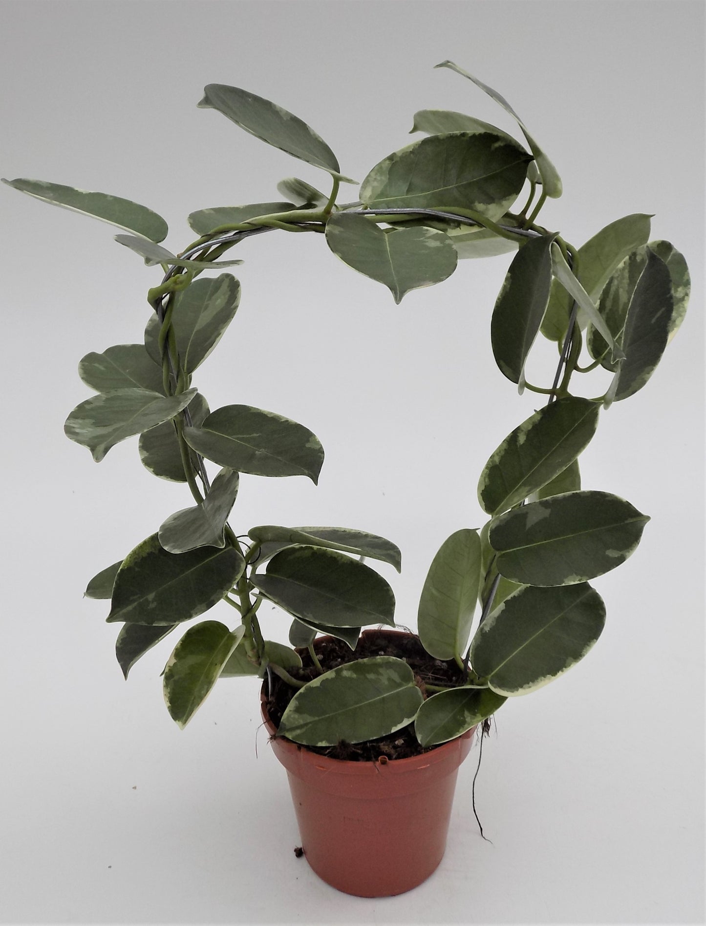 Stephanotis flor. Alpine 45cm 12cm Pot