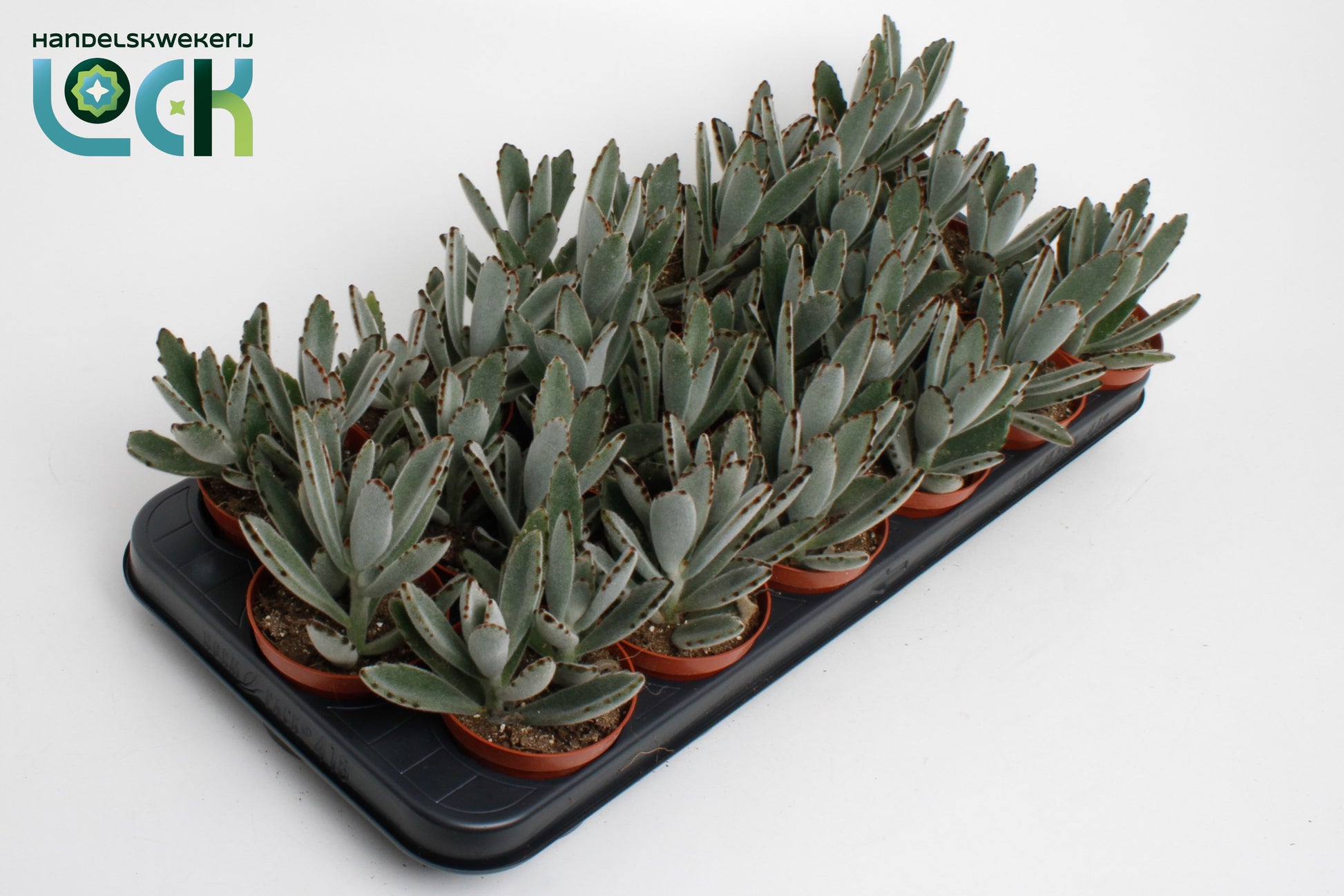 Lock, Handelskwekerij Kalanchoe tomentosa Light Pack of 12