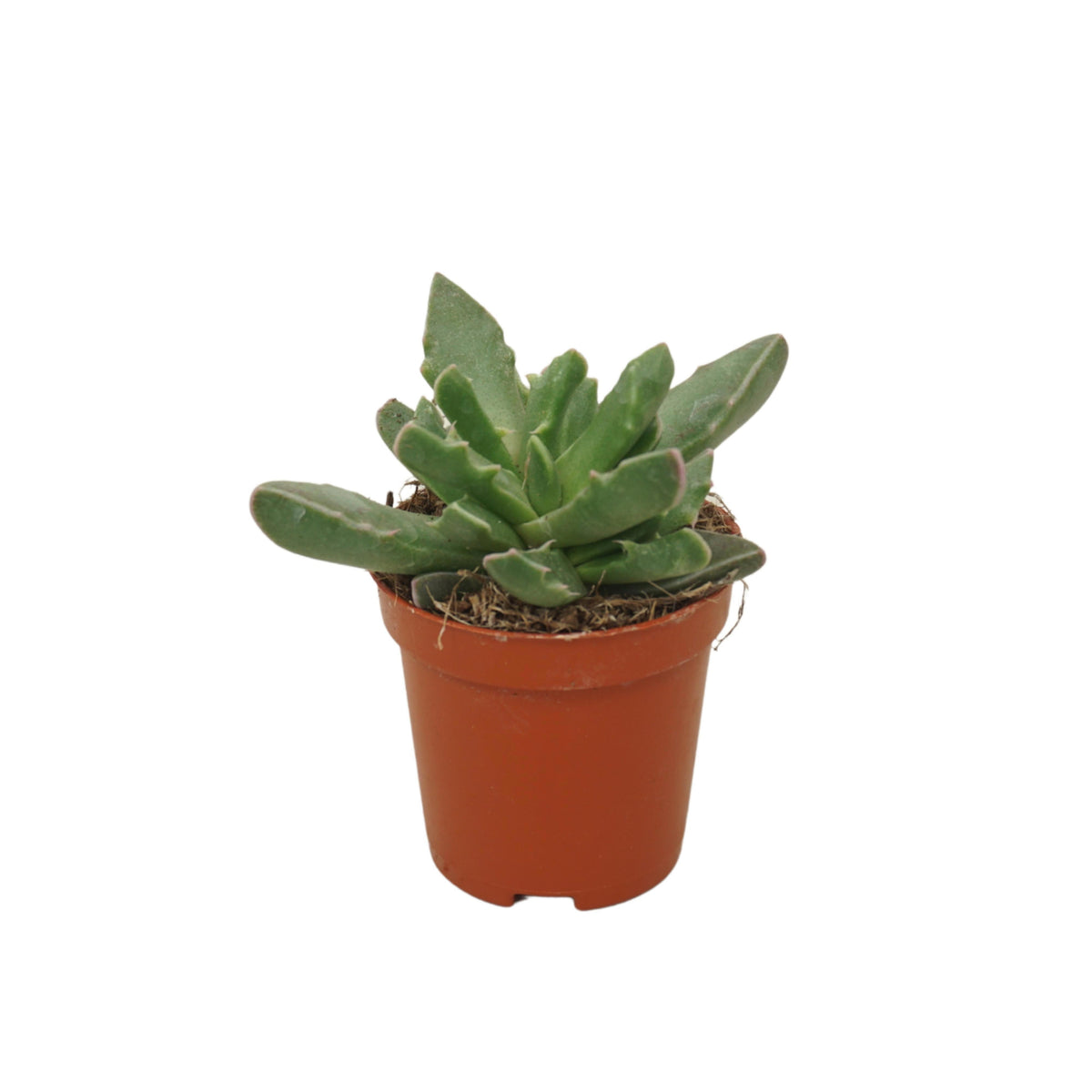 Faucaria tigrina 8cm 5.5cm Pot