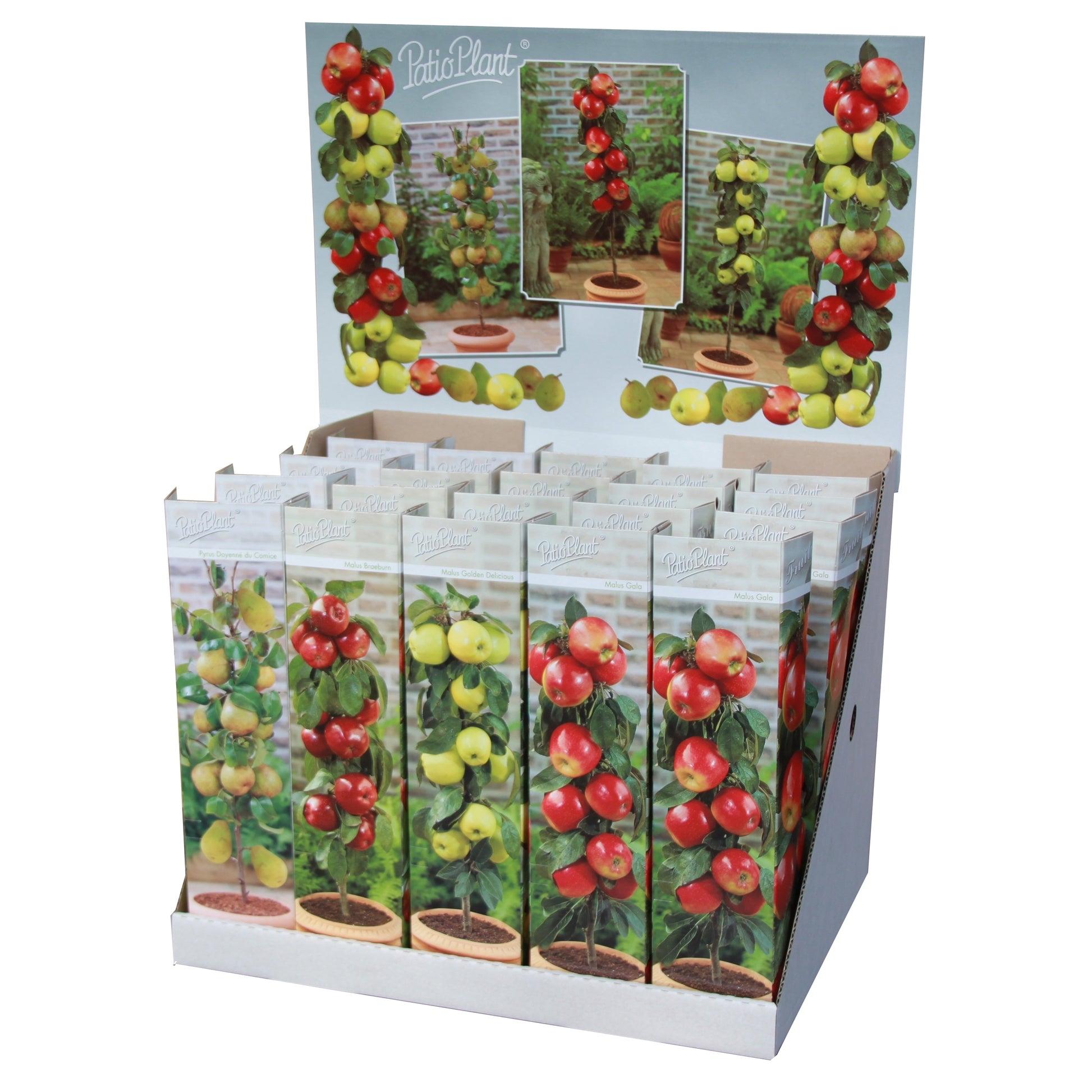 Valk BV Patioplant Malus domestica (Apple) Double U Pack of 20