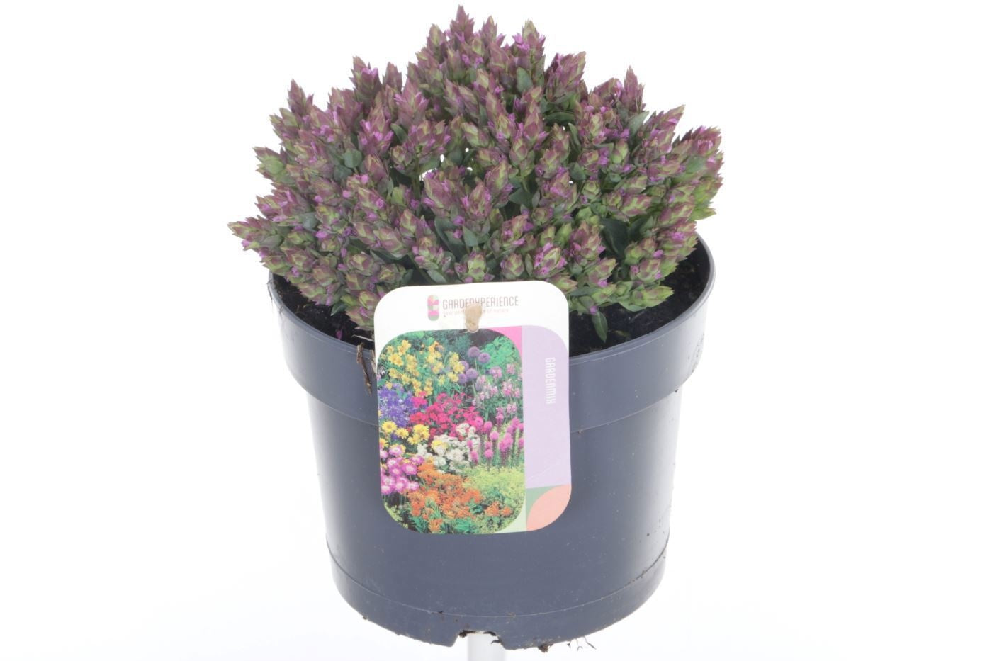 Origanum laevigatum 25cm 17cm Pot