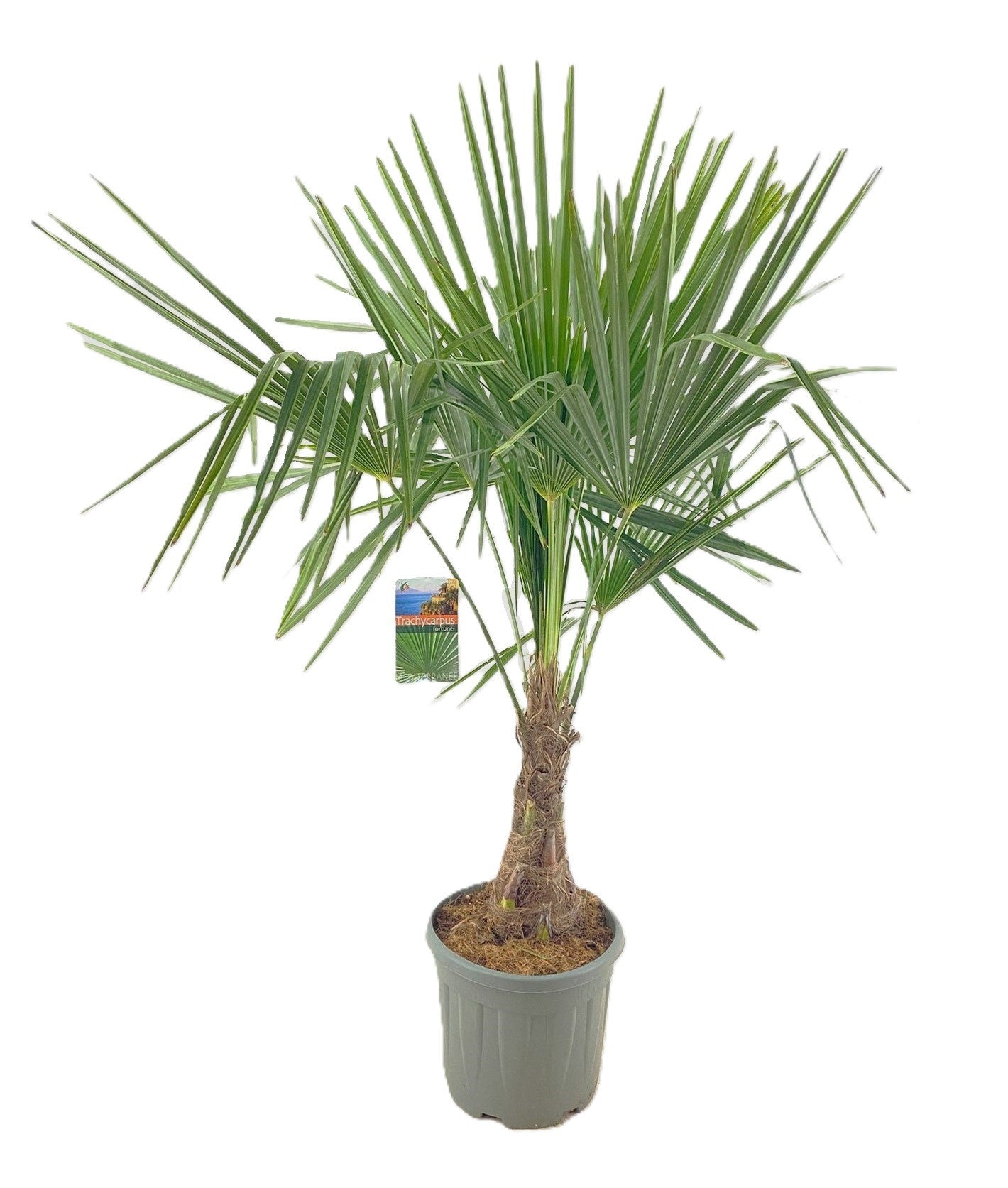 Trachycarpus fortunei 135cm 32cm Pot