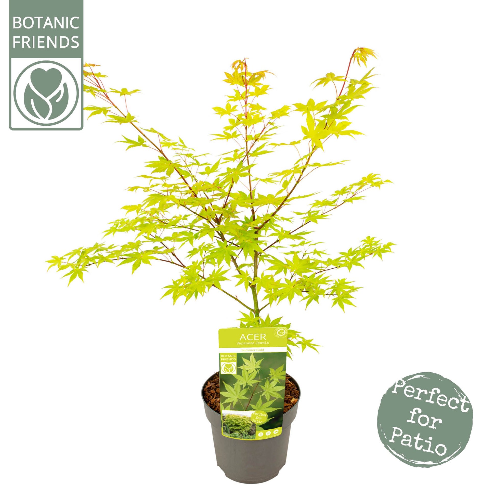 Acer Summer Gold 65cm 19cm Pot