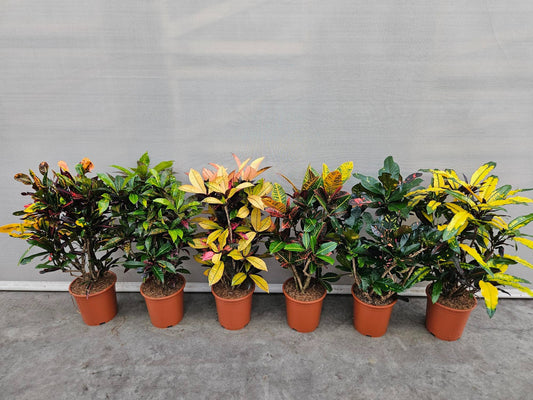 Codiaeum mix 110cm 27cm Pot