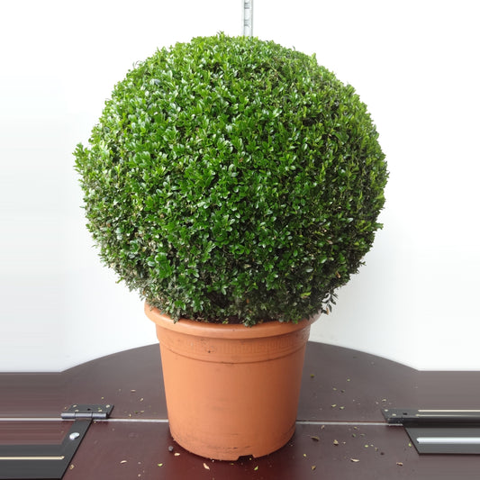Buxus sempervirens ball 80cm 40cm Pot