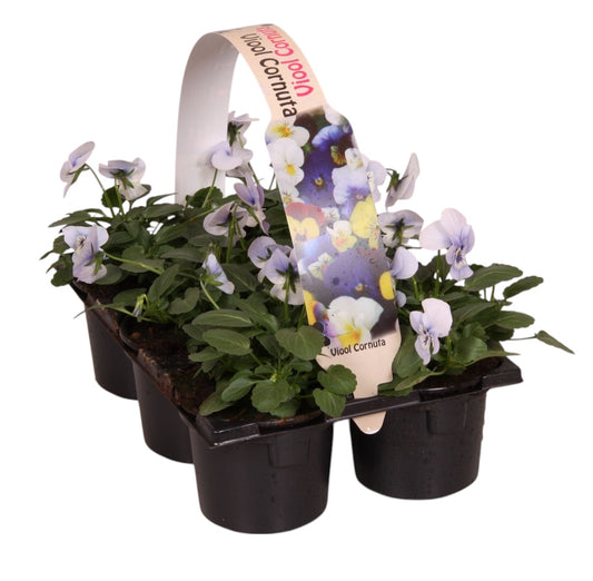 Viola Callisto Marina 12cm 9cm Pot