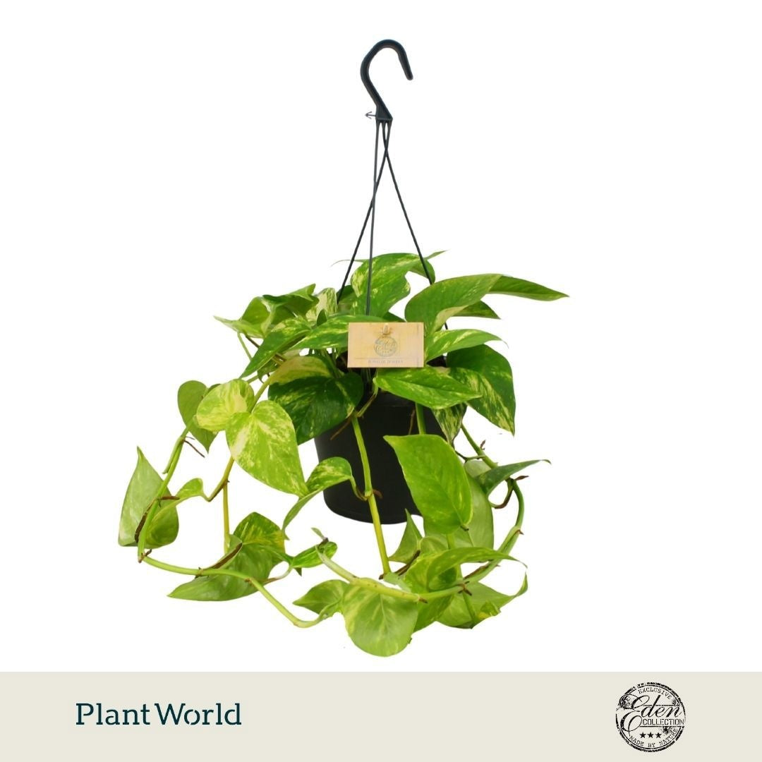 Plantworld Smit Kwekerij Epipremnum pinnatum Pack of 4