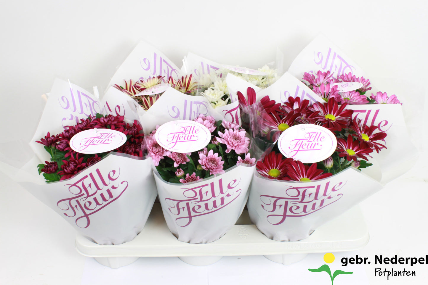 Chrysanthemum Elle Fleur 27cm 14cm Pot